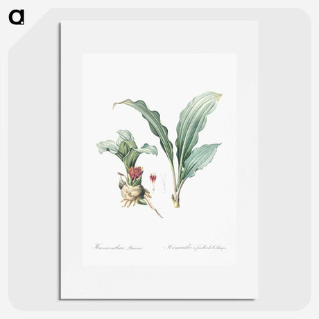 1-91_The-Lilies_picture