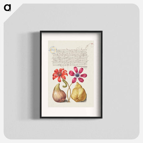 アートポスター-Poppy Anemones, Caterpillar, Fig, and Quince from Mira Calligraphiae Monumenta
 - 書道のお手本 Poster.