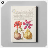 アートパネル-Poppy Anemones, Caterpillar, Fig, and Quince from Mira Calligraphiae Monumenta
 - 書道のお手本 Canvas.
