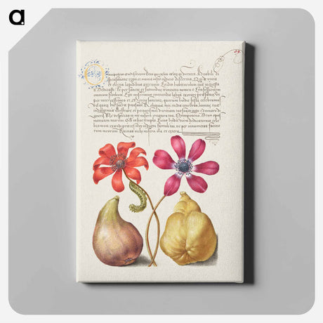 アートパネル-Poppy Anemones, Caterpillar, Fig, and Quince from Mira Calligraphiae Monumenta
 - 書道のお手本 Canvas.
