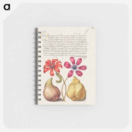 アートメモ帳-Poppy Anemones, Caterpillar, Fig, and Quince from Mira Calligraphiae Monumenta
 - 書道のお手本 Memo.