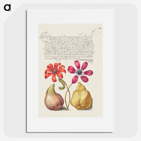 アートポスター-Poppy Anemones, Caterpillar, Fig, and Quince from Mira Calligraphiae Monumenta
 - 書道のお手本 Poster.