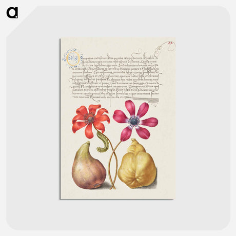 アートポストカード-Poppy Anemones, Caterpillar, Fig, and Quince from Mira Calligraphiae Monumenta
 - 書道のお手本 Postcard.