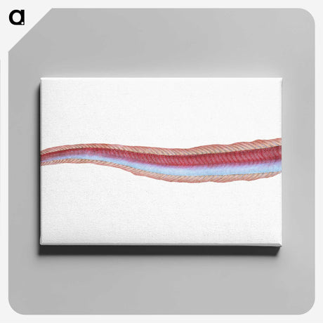 1-91_The-Natural-History-of-British-Fishes_canvas