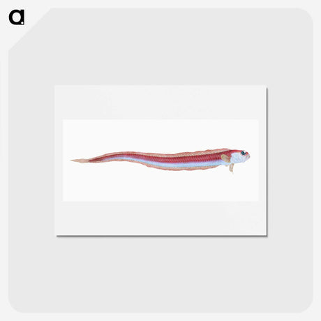 1-91_The-Natural-History-of-British-Fishes_hagaki