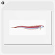 1-91_The-Natural-History-of-British-Fishes_picture
