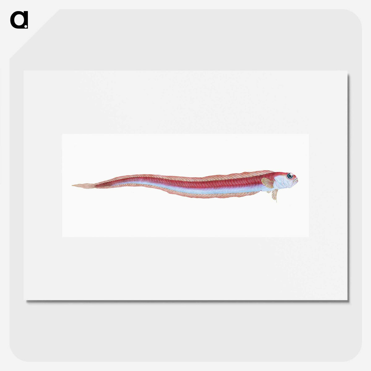 1-91_The-Natural-History-of-British-Fishes_picture