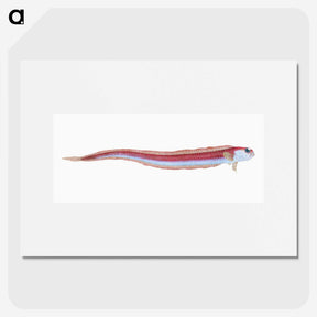 1-91_The-Natural-History-of-British-Fishes_picture
