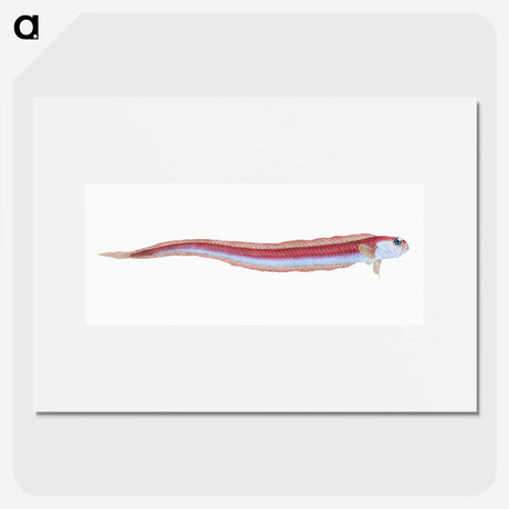 1-91_The-Natural-History-of-British-Fishes_picture