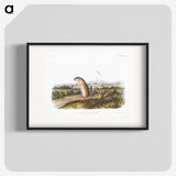 1-91_The-Viviparous-Quadrupeds_blk