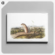 1-91_The-Viviparous-Quadrupeds_canvas