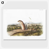 1-91_The-Viviparous-Quadrupeds_picture-crop