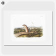 1-91_The-Viviparous-Quadrupeds_picture