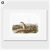 1-91_The-Viviparous-Quadrupeds_picture