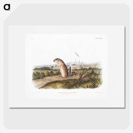 1-91_The-Viviparous-Quadrupeds_picture