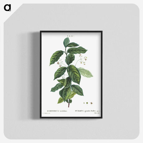 1-91_Treatise-on-Trees-and-Shrubs_blk-crop