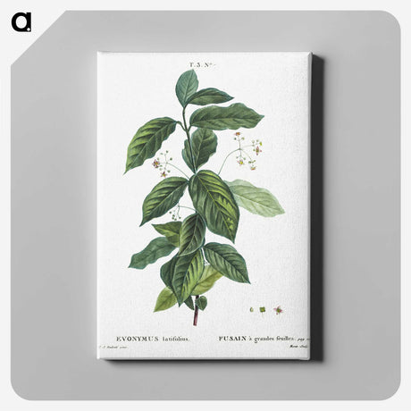 1-91_Treatise-on-Trees-and-Shrubs_canvas