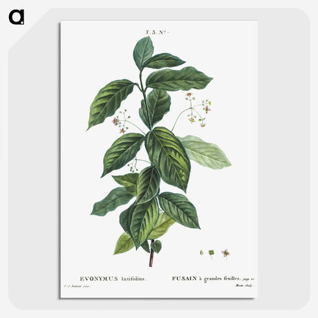 1-91_Treatise-on-Trees-and-Shrubs_picture-crop