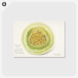 1-91_USDA-Watercolor-Fruit-Painting-Collection_postcard