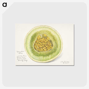 1-91_USDA-Watercolor-Fruit-Painting-Collection_postcard