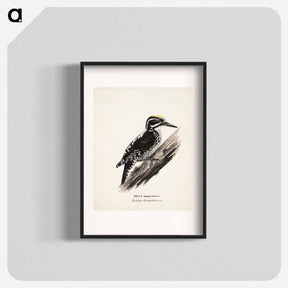 アートポスター-Three-toed woodpecker, male, Wilhelm von Wright - ヴィルヘルム フォン ライト Poster.