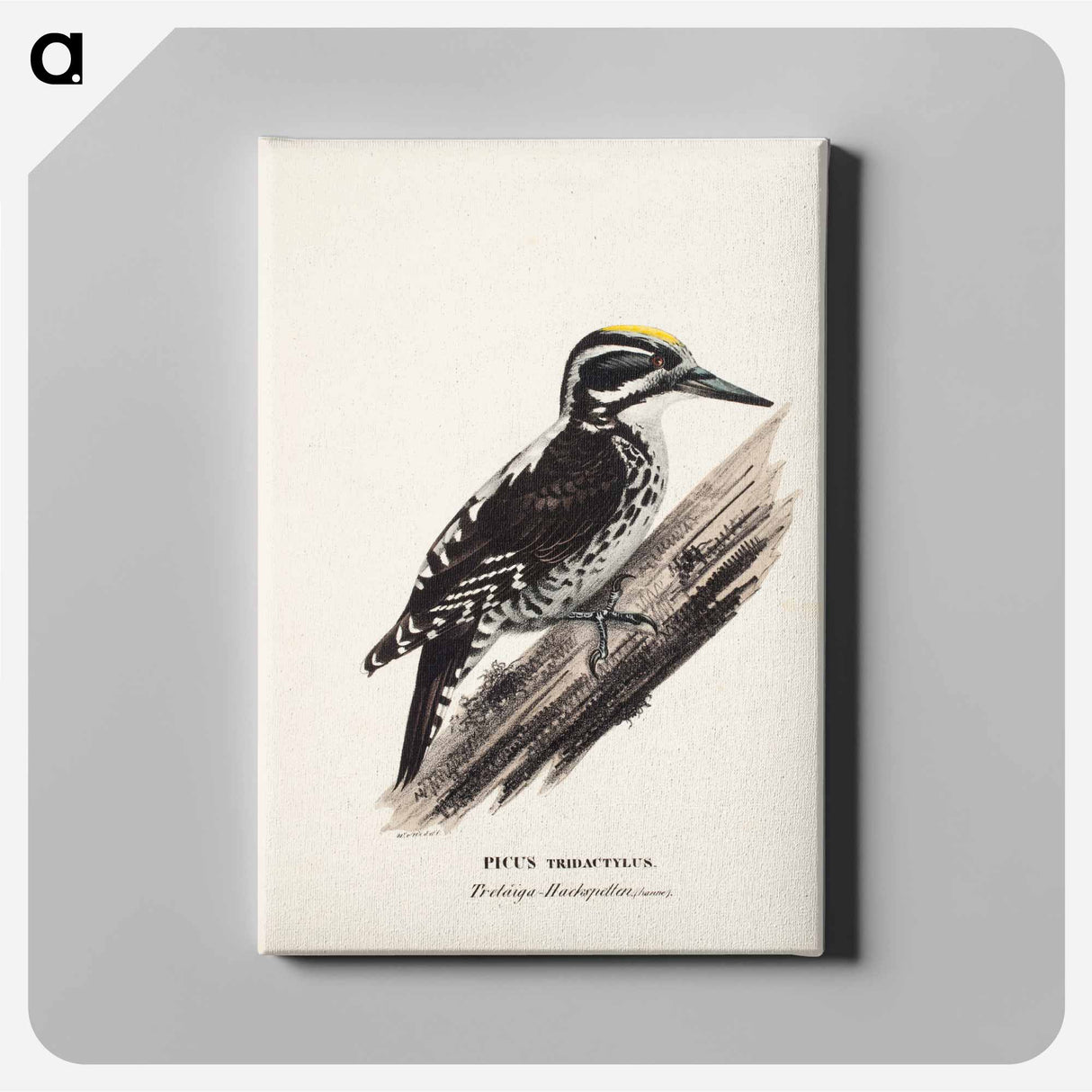Three-toed woodpecker, male, Wilhelm von Wright - ヴィルヘルム フォン ライト Canvas.