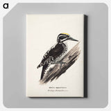 Three-toed woodpecker, male, Wilhelm von Wright - ヴィルヘルム フォン ライト Canvas.