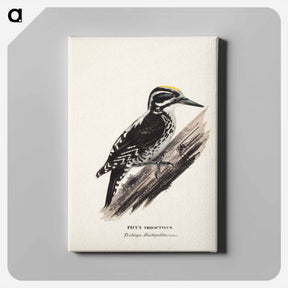 アートパネル-Three-toed woodpecker, male, Wilhelm von Wright - ヴィルヘルム フォン ライト Canvas.