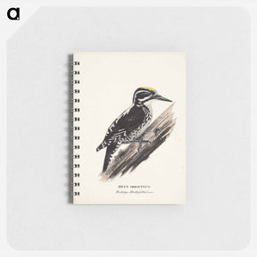 アートメモ帳-Three-toed woodpecker, male, Wilhelm von Wright - ヴィルヘルム フォン ライト Memo.