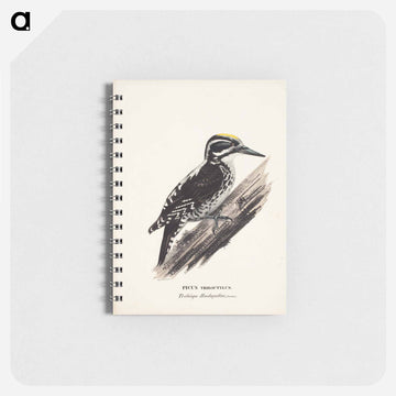 Three-toed woodpecker, male, Wilhelm von Wright - ヴィルヘルム フォン ライト Memo.