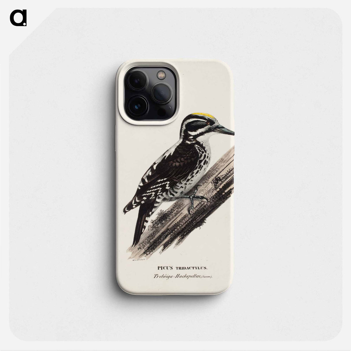 Three-toed woodpecker, male, Wilhelm von Wright - ヴィルヘルム フォン ライト Phone Case.