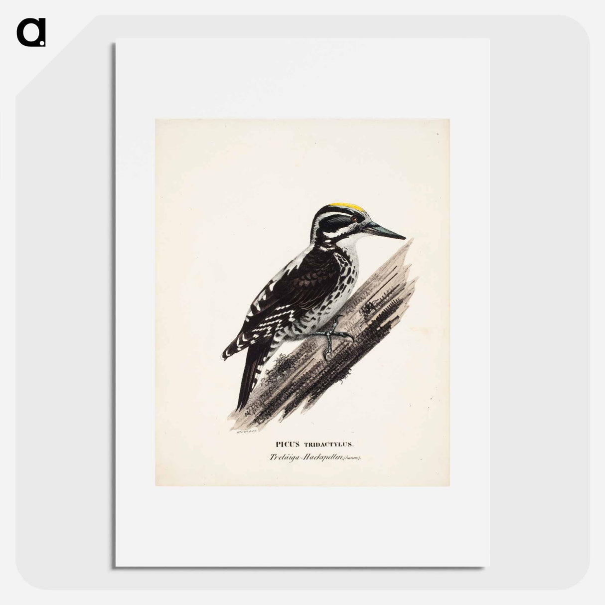 Three-toed woodpecker, male, Wilhelm von Wright - ヴィルヘルム フォン ライト Poster.