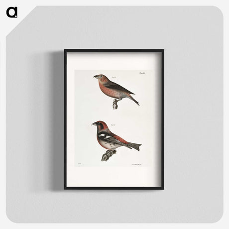 1-91_Zoology-of-New-York_blk