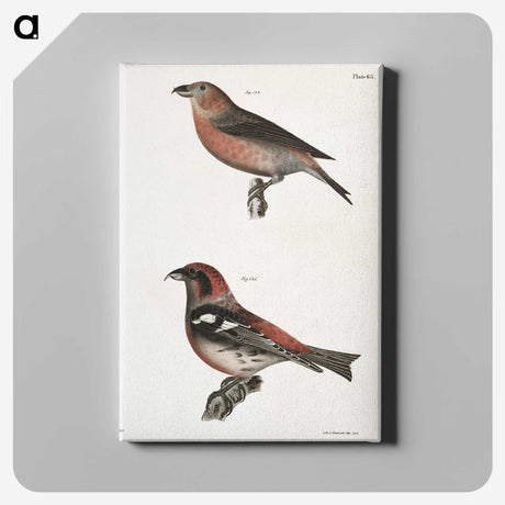 1-91_Zoology-of-New-York_canvas