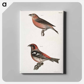 アートパネル-The American Crossbill (Loxia americana) - ニューヨークの動物学 Canvas.