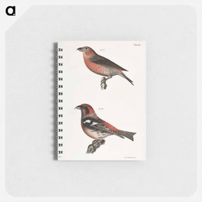 アートメモ帳-The American Crossbill (Loxia americana) - ニューヨークの動物学 Memo.