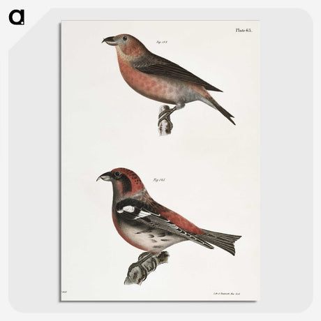 1-91_Zoology-of-New-York_picture-crop