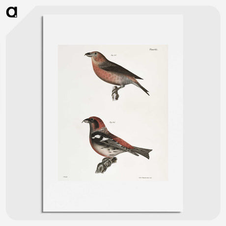 1-91_Zoology-of-New-York_picture