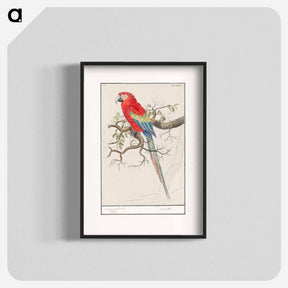 アートポスター-Scarlet macaw - アンセルムス ボエティウス デ ブート Poster.