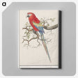1-92_Anselmus-Boetius-de-Boodt_canvas