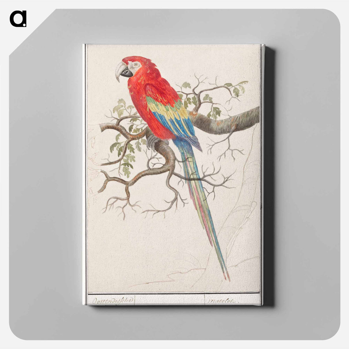 Scarlet macaw - アンセルムス ボエティウス デ ブート Canvas.