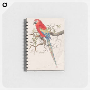アートメモ帳-Scarlet macaw - アンセルムス ボエティウス デ ブート Memo.