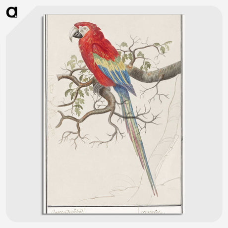 1-92_Anselmus-Boetius-de-Boodt_picture-crop