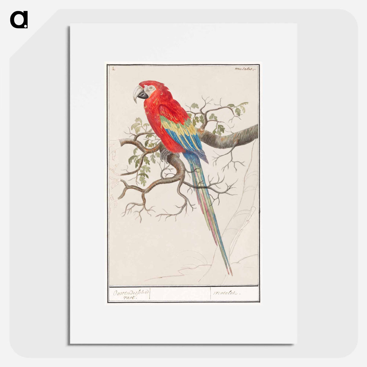 Scarlet macaw - アンセルムス ボエティウス デ ブート Poster.