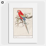 Scarlet macaw - アンセルムス ボエティウス デ ブート Poster.