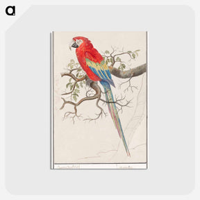 アートポストカード-Scarlet macaw - アンセルムス ボエティウス デ ブート Postcard.