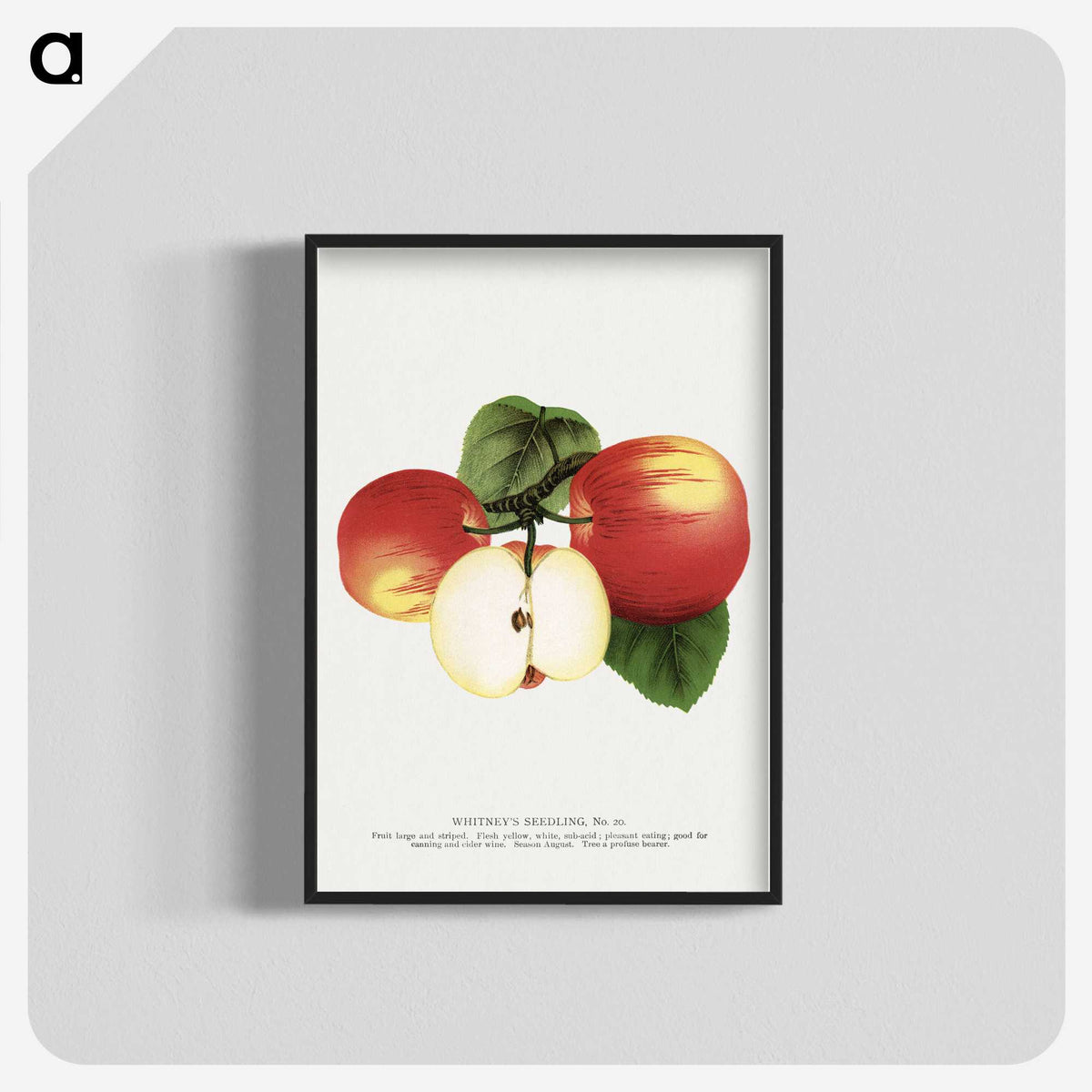 1-92_Botanical-Specimen-Plates_blk-crop