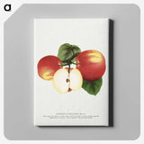 1-92_Botanical-Specimen-Plates_canvas