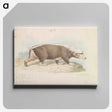 1-92_Charles-Hamilton-Smith_canvas