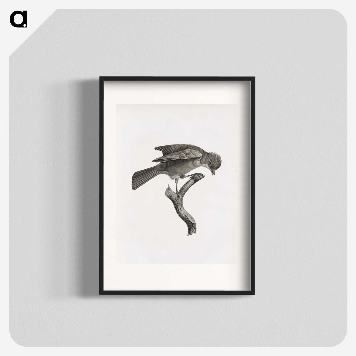 1-92_Des-Oiseaux-de-Paradis_blk